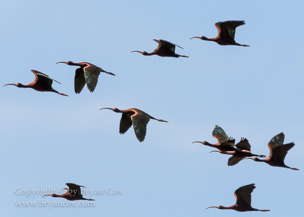 Image of White-faced Ibis
