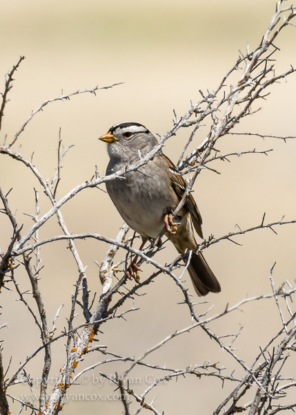 Image of New World Sparrows & Larks