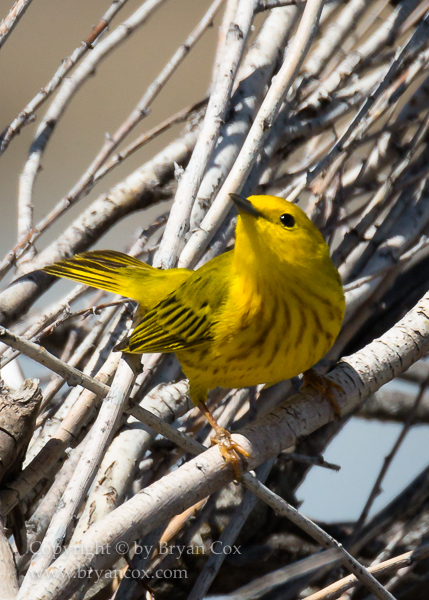 Image of Wood-warblers