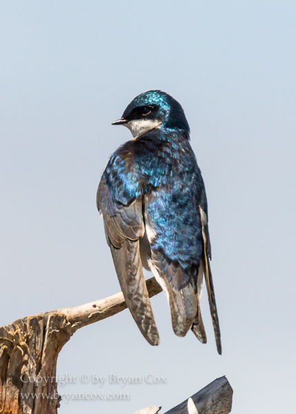 Image of Tree Swallow