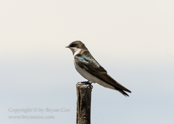 Image of Tree Swallow