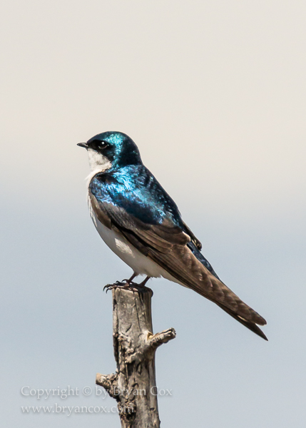 Image of Tree Swallow