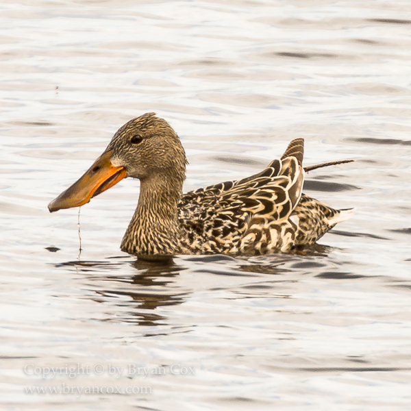 Image of Northern Shoveler