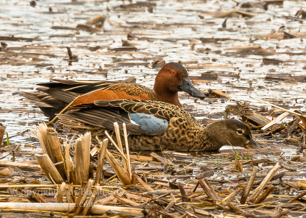 Image of Cinnamon Teal