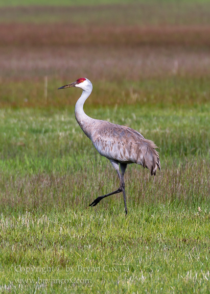 Image of Malheur National Wildlife Refuge