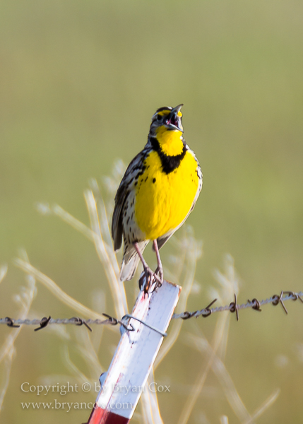 Image of Western Meadowlark