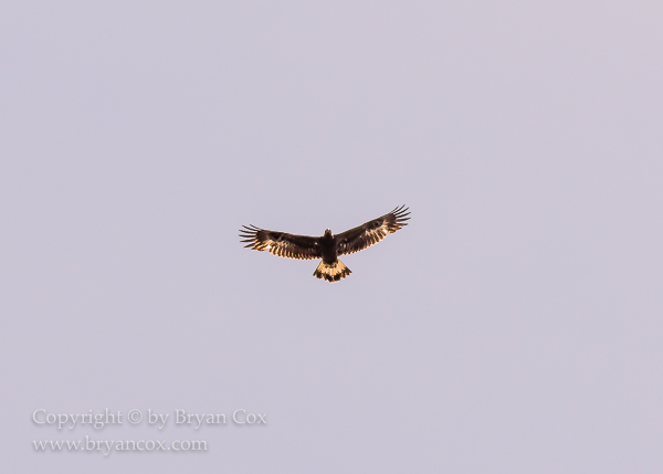 Image of Golden Eagle