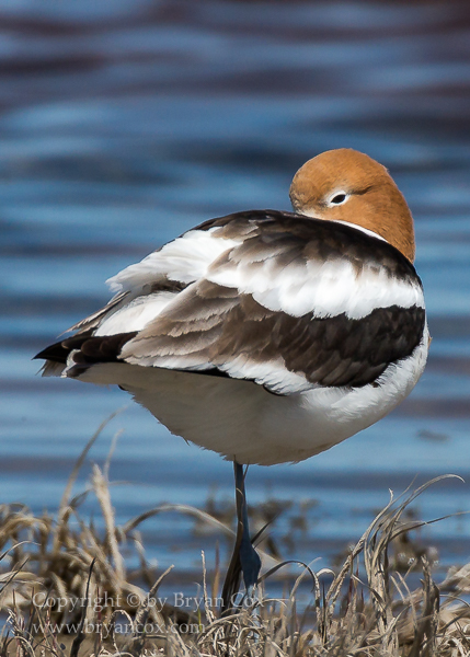 Image of American Avocet