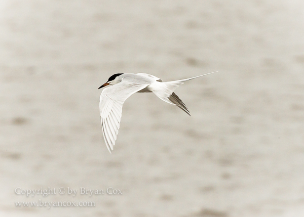 Image of Common Tern