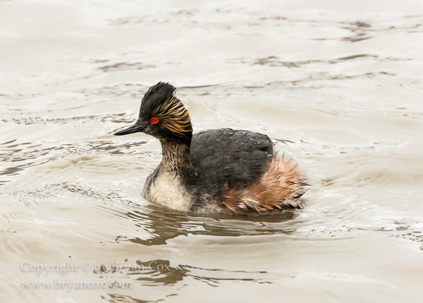 Image of Eared Grebe
