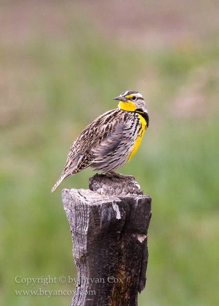 Image of Western Meadowlark