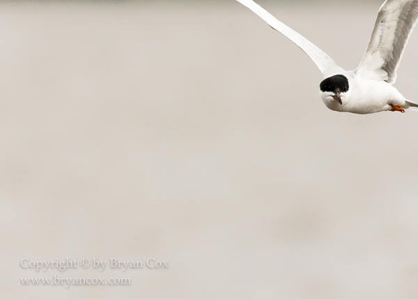 Image of Common Tern