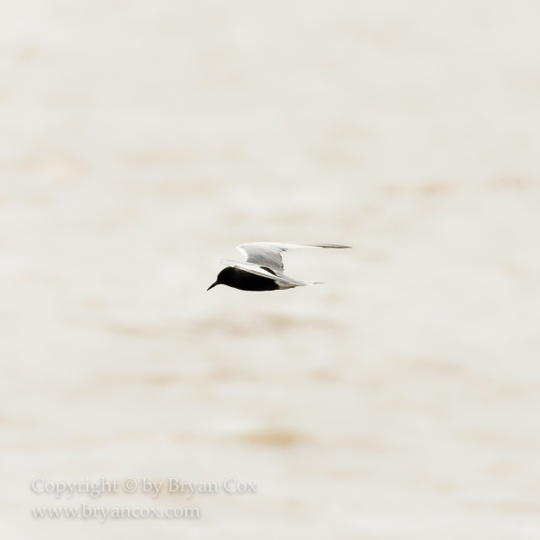 Image of Black Tern