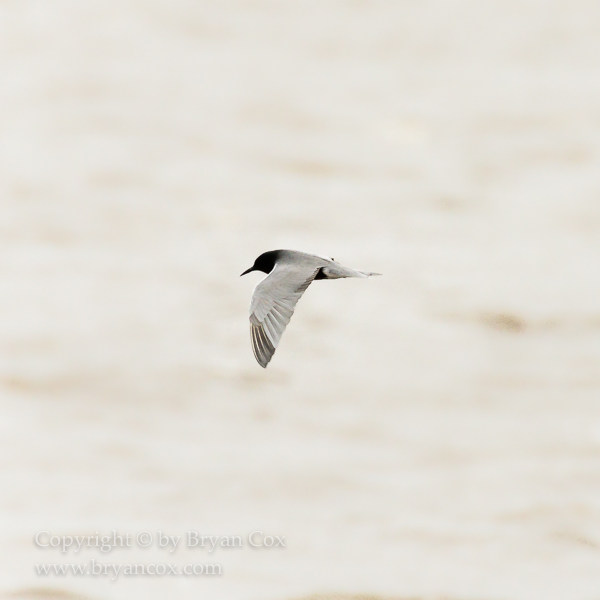 Image of Black Tern