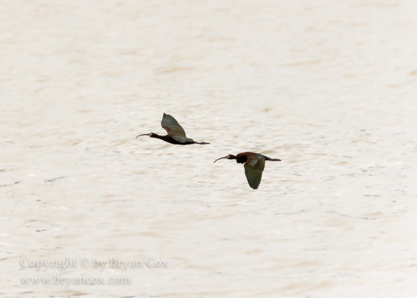 Image of White-faced Ibis