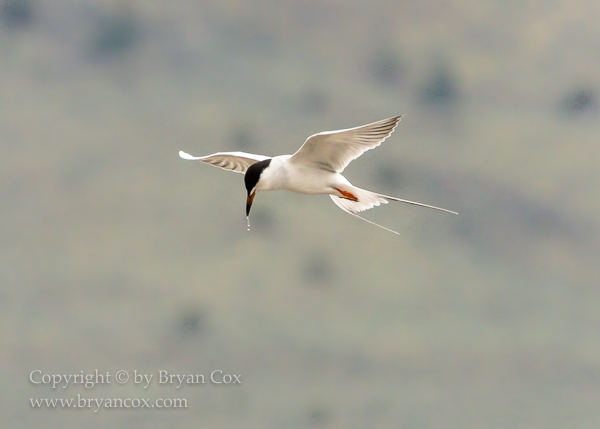 Image of Common Tern