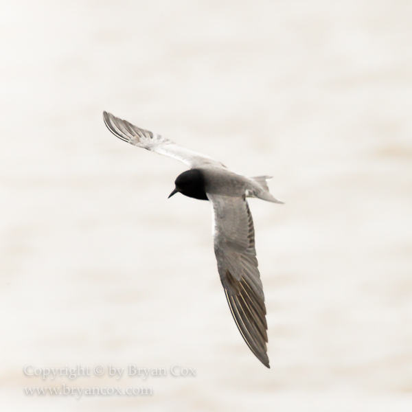Image of Black Tern