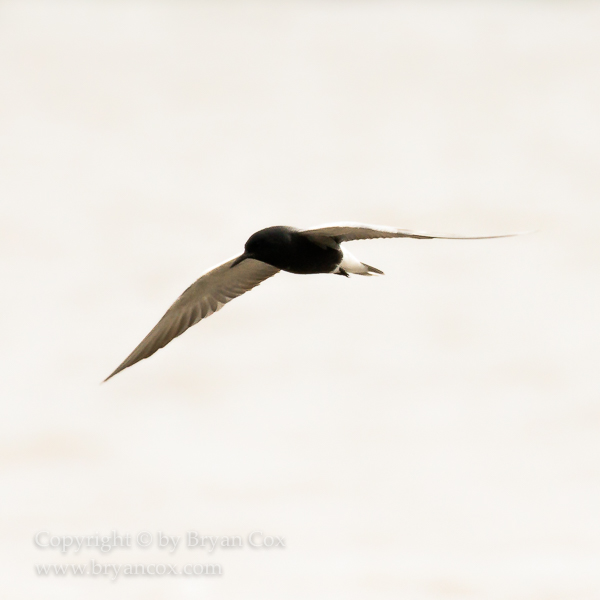 Image of Black Tern