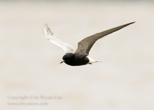 Image of Black Tern