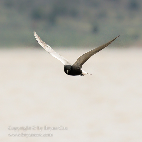 Image of Black Tern