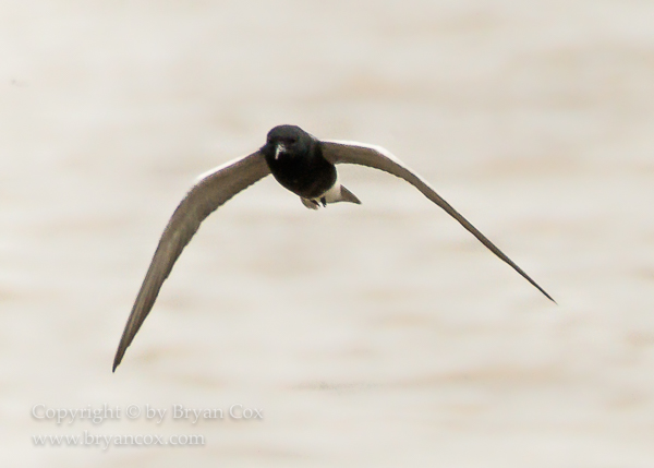 Image of Black Tern