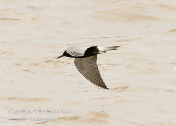 Image of Black Tern