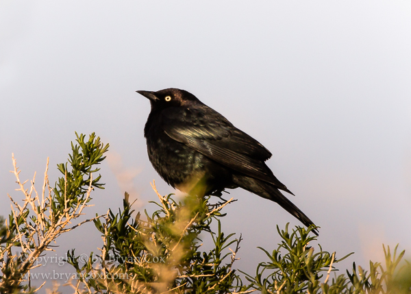 Image of Brewer's Blackbird