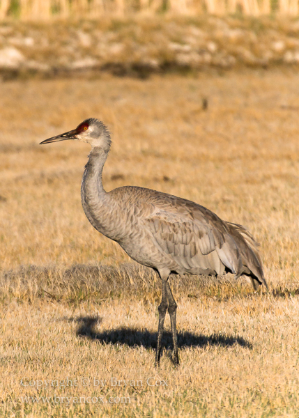 Image of Sandhill Crane