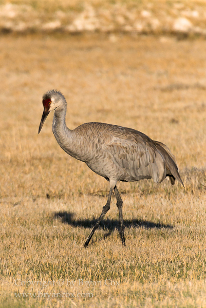 Image of Marsh Birds