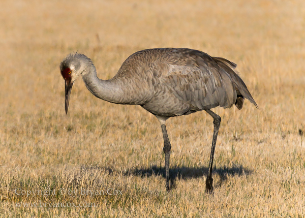 Image of Sandhill Crane