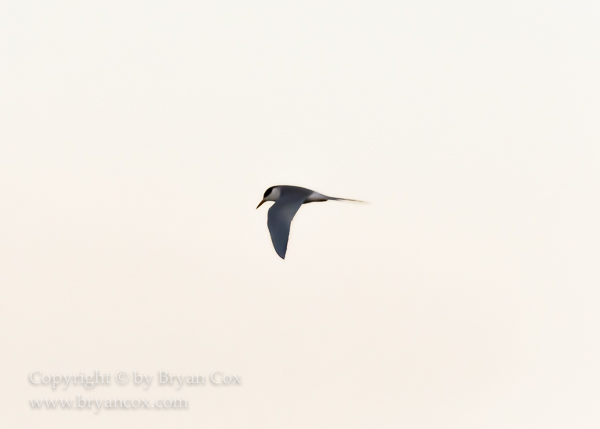 Image of Common Tern