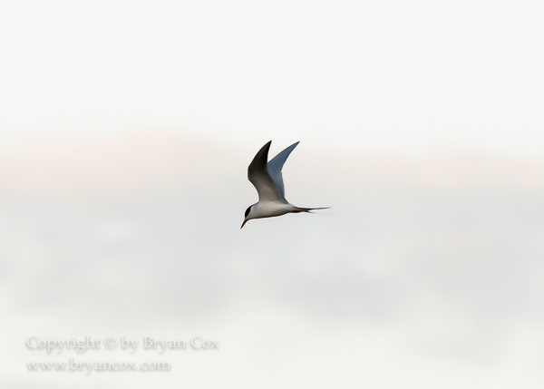 Image of Common Tern