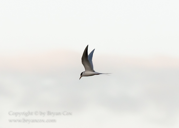 Image of Common Tern