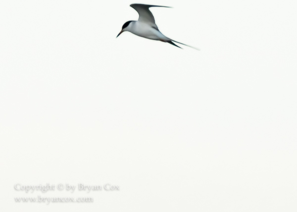 Image of Common Tern