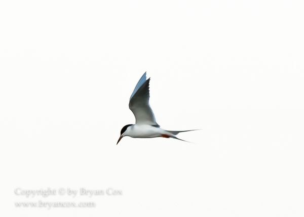 Image of Common Tern