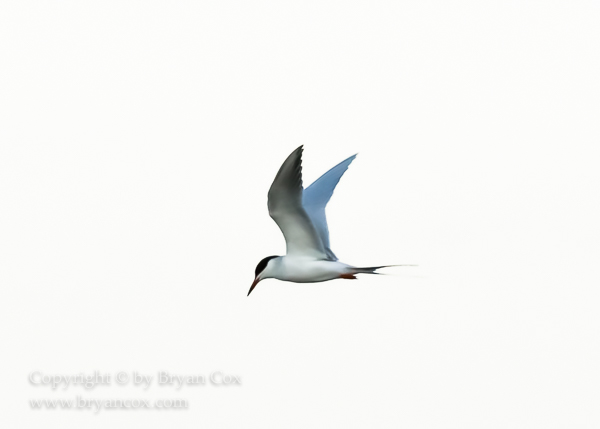 Image of Common Tern