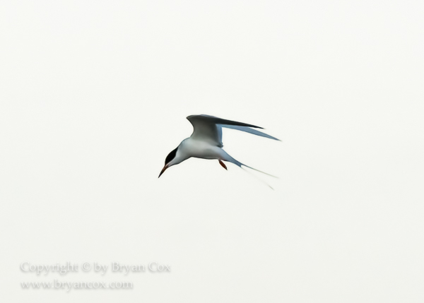 Image of Common Tern