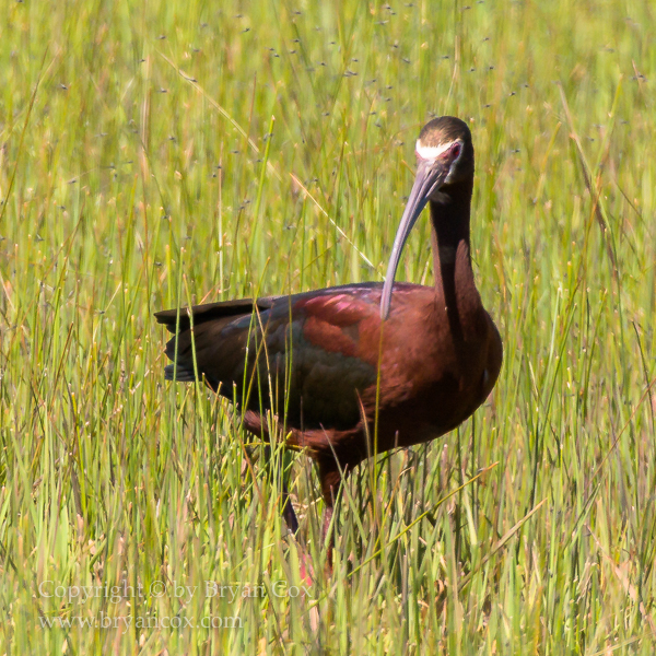 Image of White-faced Ibis