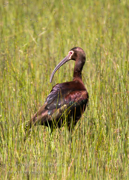 Image of White-faced Ibis