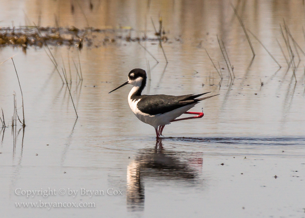 Image of Black-necked Stilt