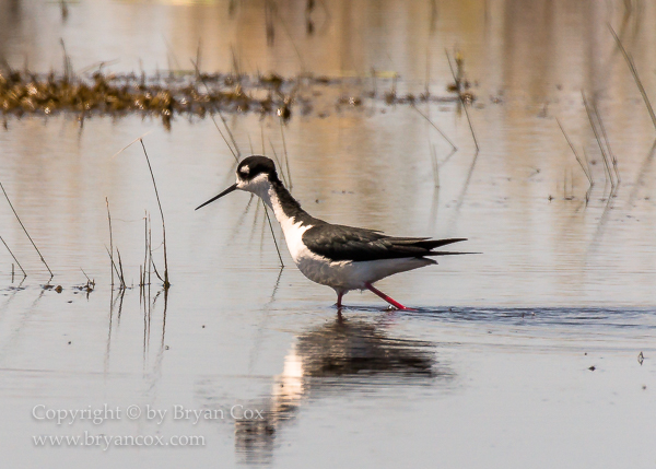 Image of Black-necked Stilt