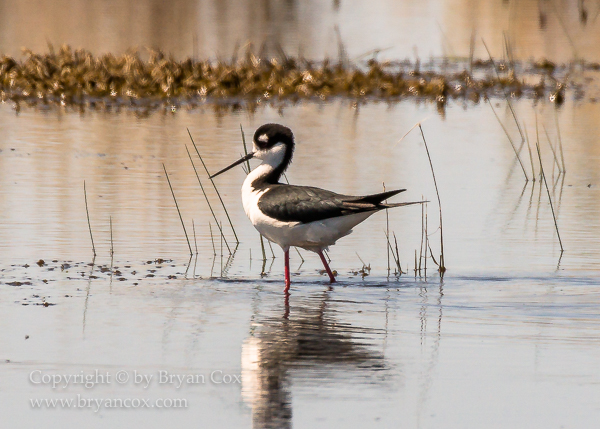 Image of Black-necked Stilt