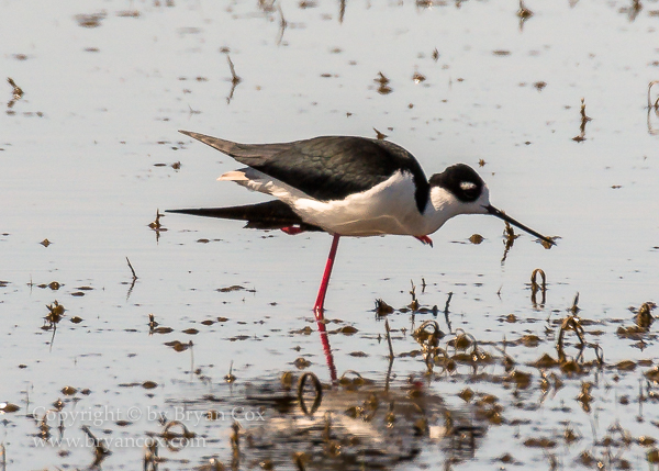 Image of Black-necked Stilt