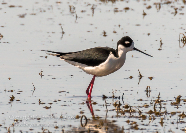 Image of Black-necked Stilt