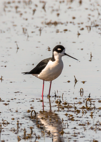 Image of Black-necked Stilt