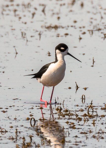 Image of Black-necked Stilt