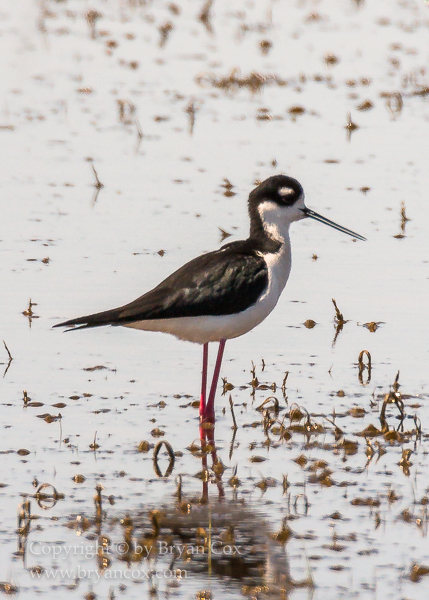 Image of Black-necked Stilt