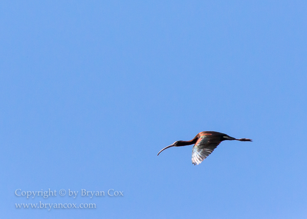 Image of White-faced Ibis