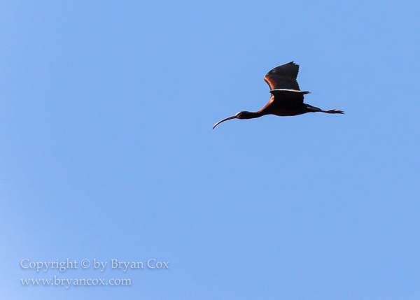 Image of White-faced Ibis