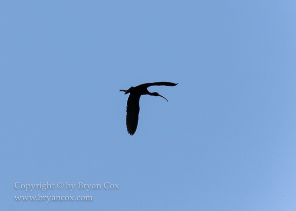 Image of White-faced Ibis